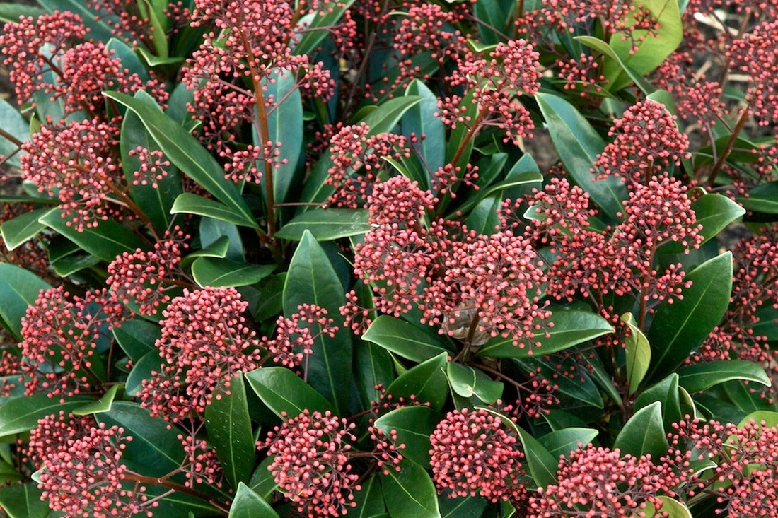 skimmia rubella japonica plant shrub shrubs