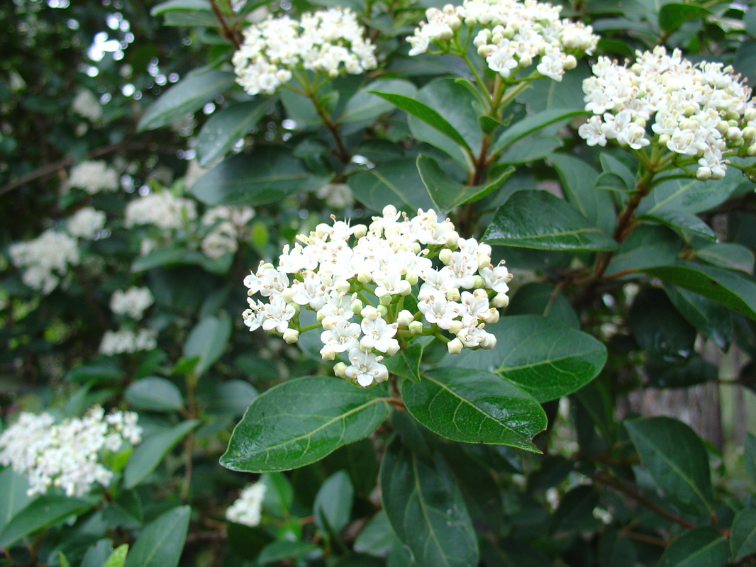 viburnum hedge