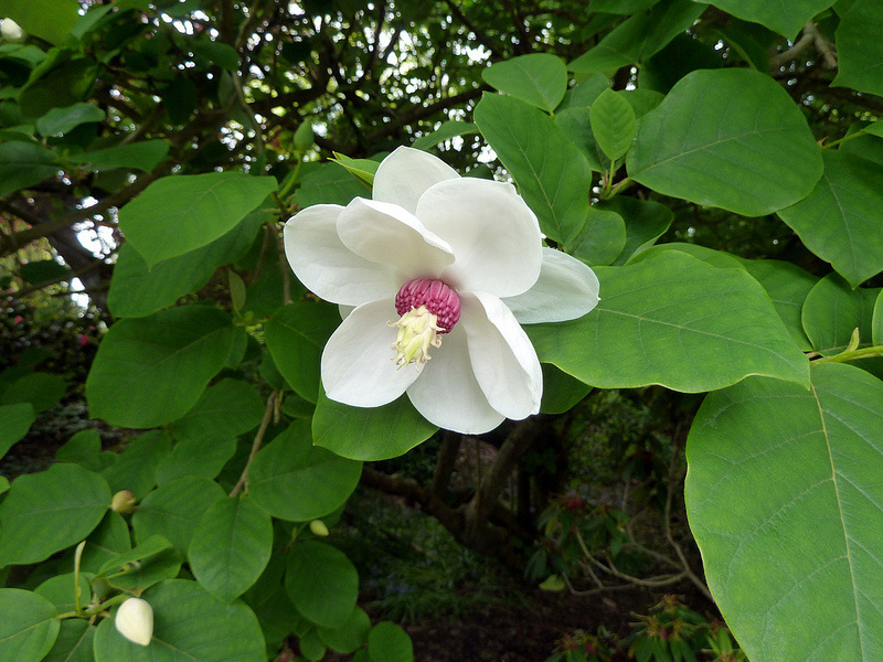 Magnolia sieboldii Plant ID HCP